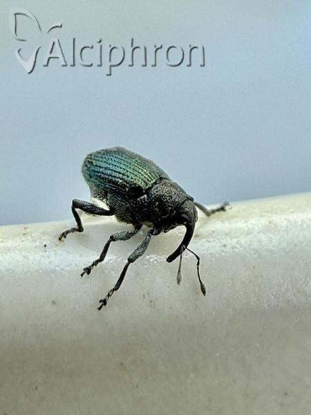 Ceutorhynchus erysimi