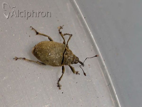 Ceutorhynchus napi