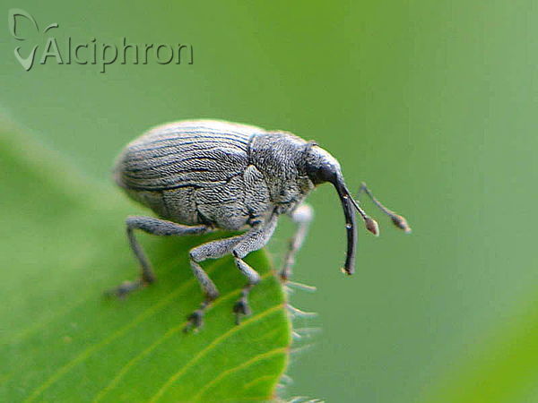 Ceutorhynchus napi