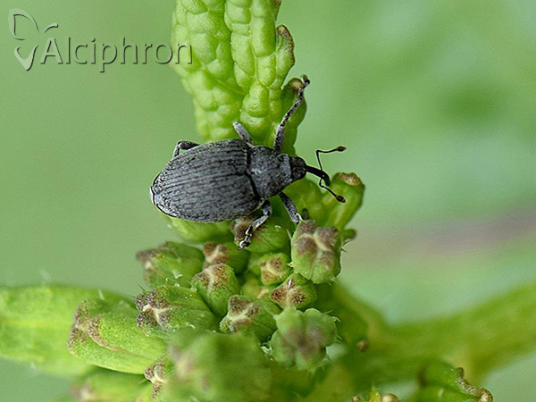 Ceutorhynchus napi