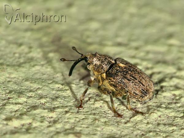 Ceutorhynchus pallidactylus