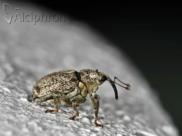 Ceutorhynchus pallidactylus
