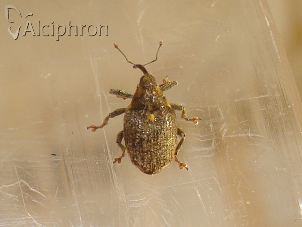 Ceutorhynchus pallidactylus