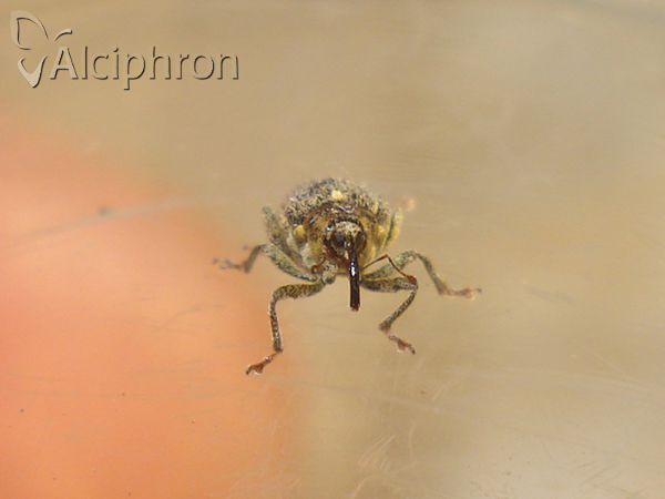Ceutorhynchus pallidactylus
