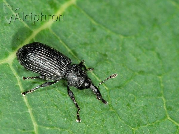 Magdalis armigera