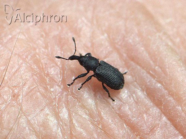 Magdalis armigera