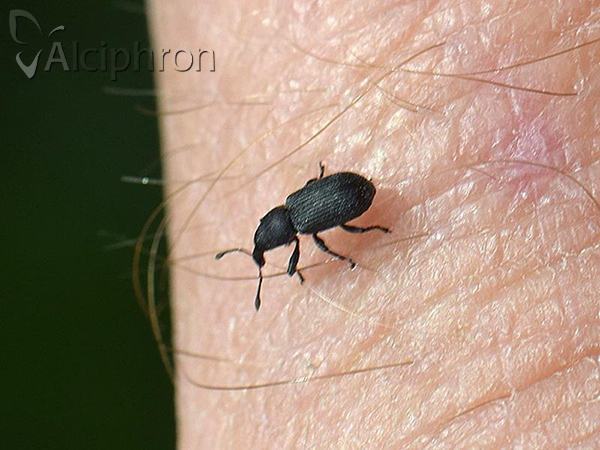 Magdalis armigera