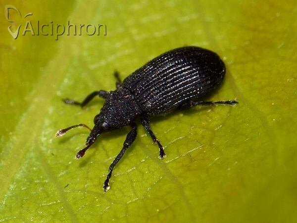 Magdalis fuscicornis