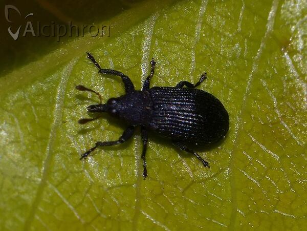 Magdalis fuscicornis