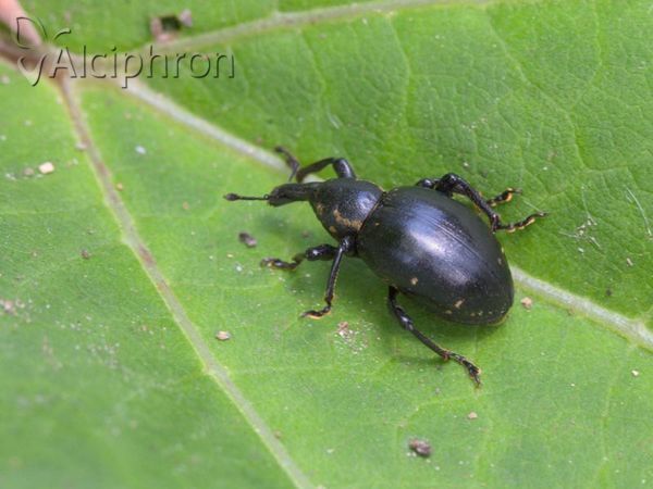 Liparus coronatus