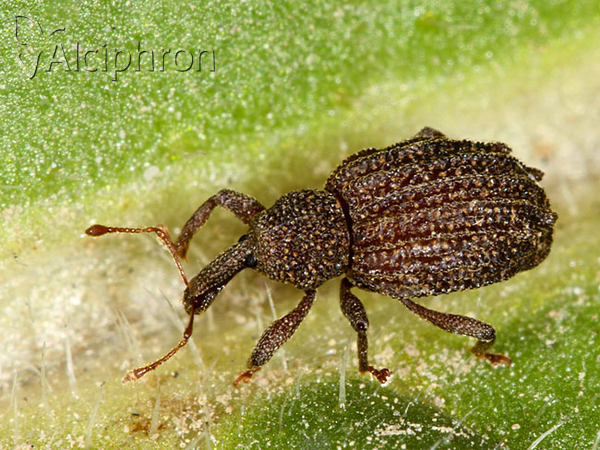 Aparopion costatum