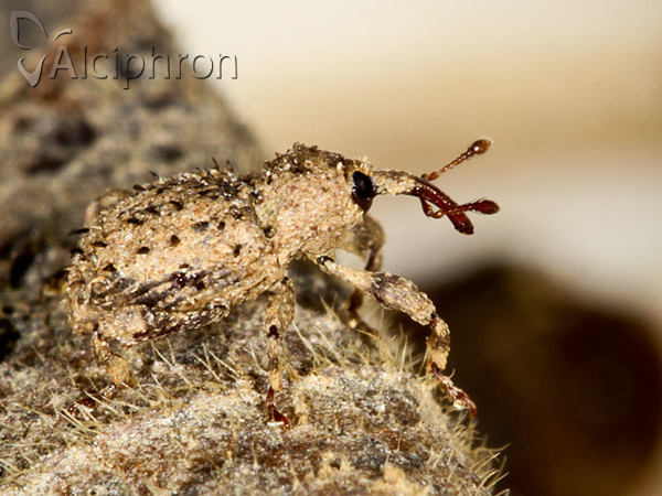 Trachodes hispidus