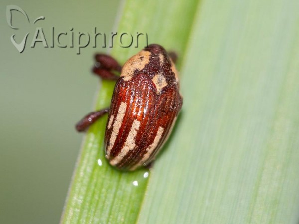 Alcidodes karelinii