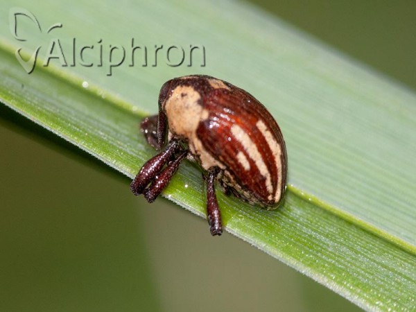 Alcidodes karelinii