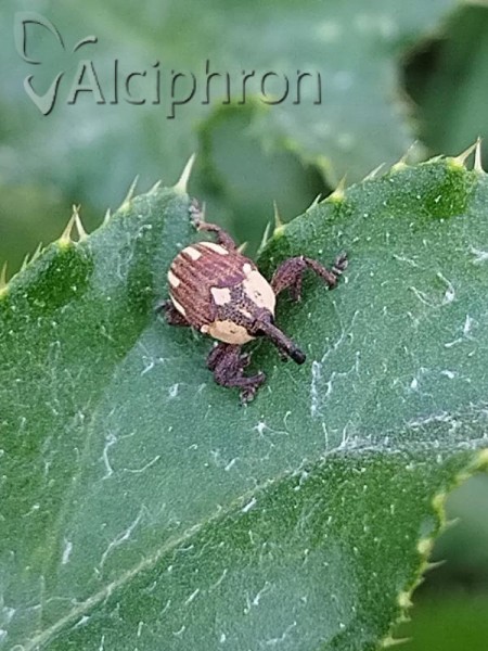 Alcidodes karelinii