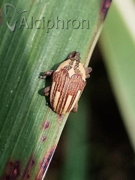 Alcidodes karelinii