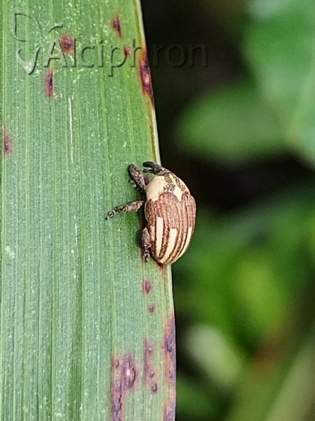 Alcidodes karelinii