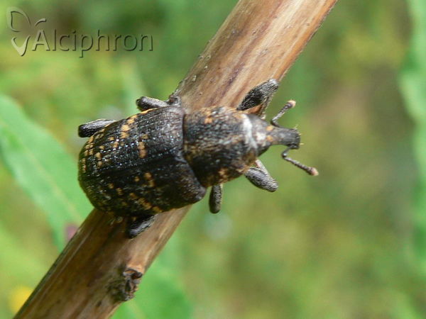 Hylobius abietis