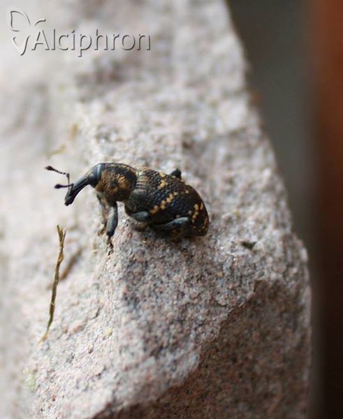 Hylobius abietis