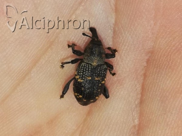 Hylobius abietis