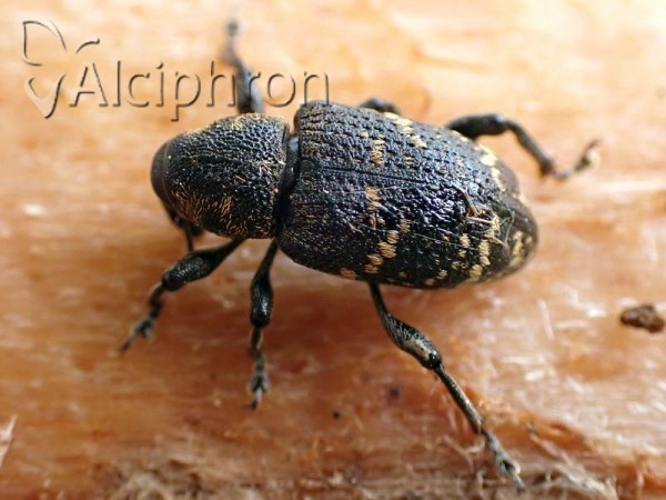 Hylobius abietis