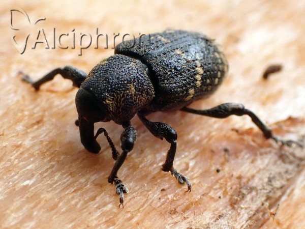 Hylobius abietis