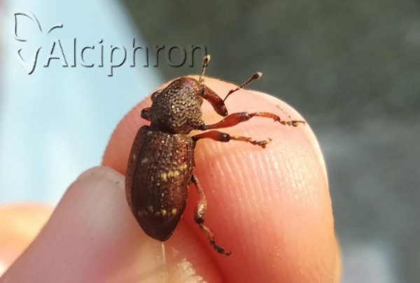 Hylobius transversovittatus