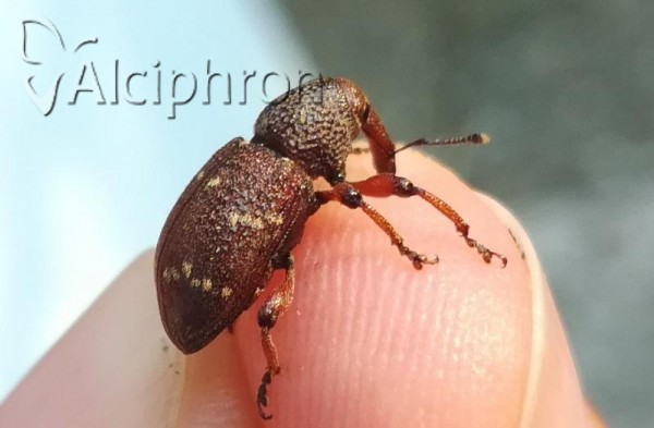 Hylobius transversovittatus