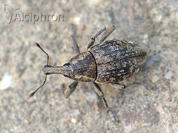 Lepyrus capucinus