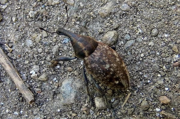 Lepyrus capucinus