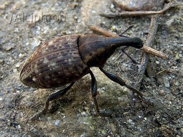 Lepyrus capucinus