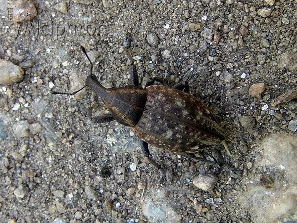Lepyrus capucinus