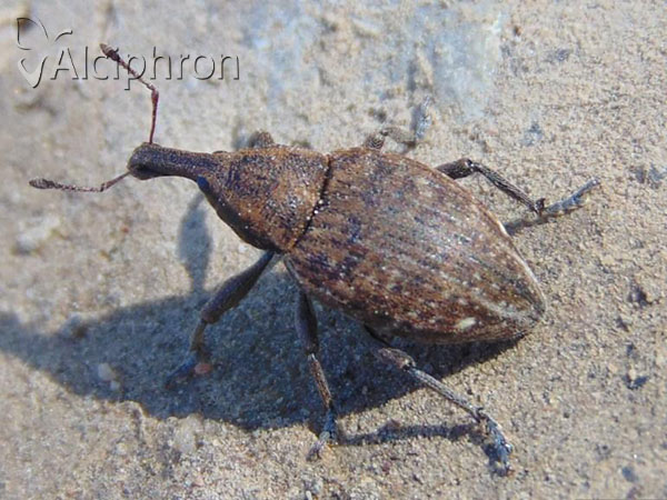 Lepyrus capucinus