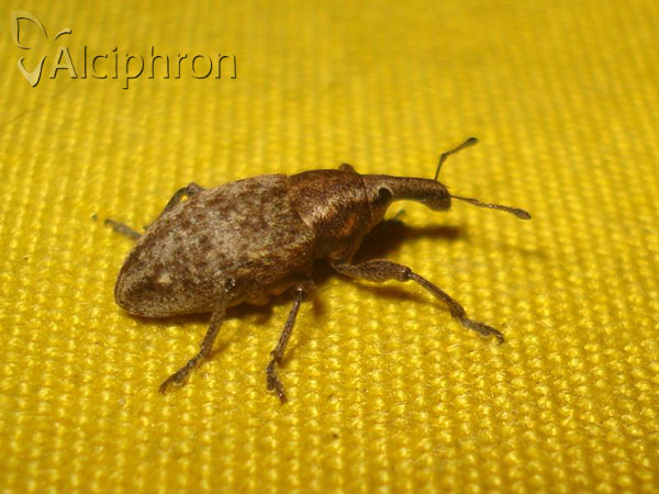 Lepyrus capucinus