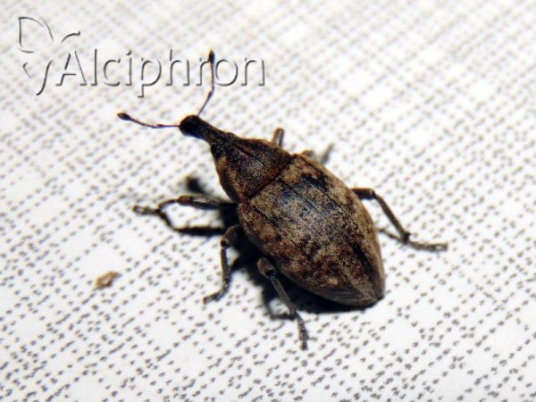 Lepyrus capucinus