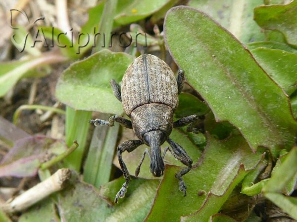 Lepyrus capucinus