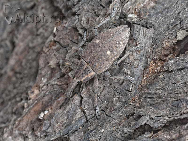 Lepyrus palustris