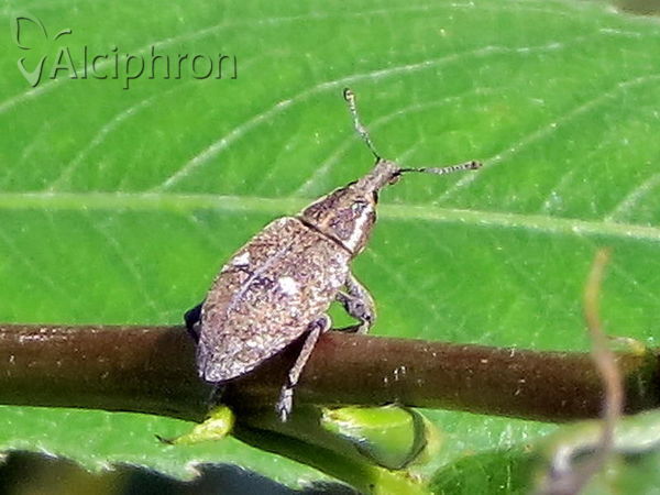 Lepyrus palustris