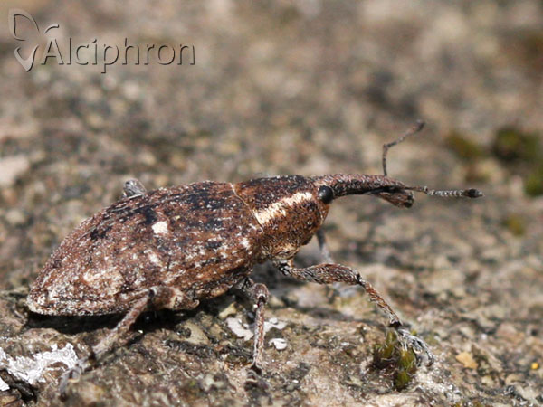 Lepyrus palustris
