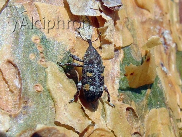 Pissodes castaneus