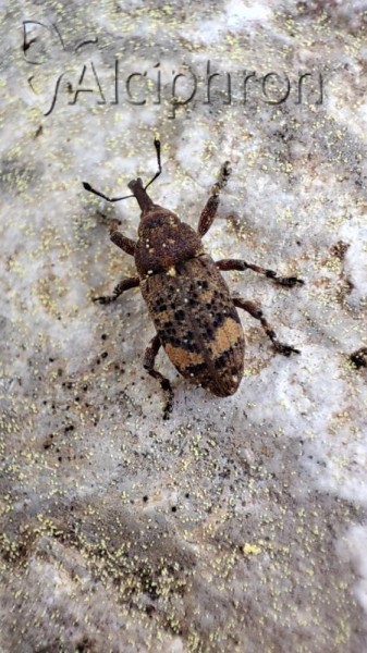 Pissodes piceae