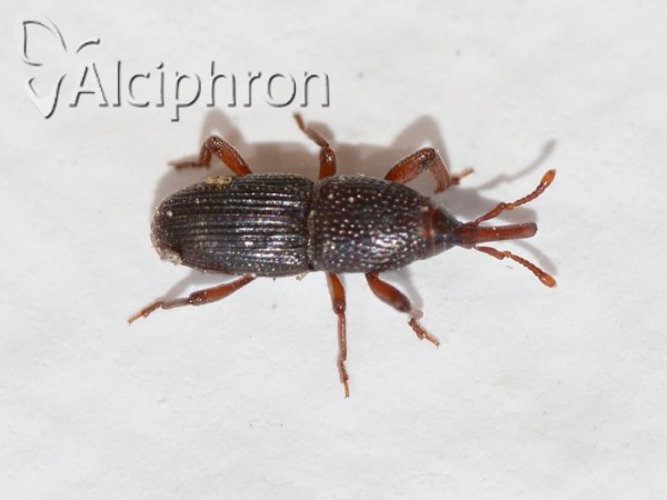 Sitophilus granarius