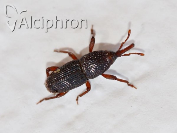Sitophilus granarius
