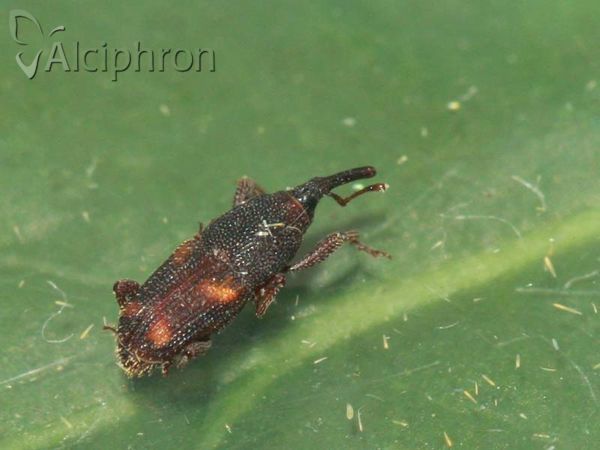 Sitophilus zeamais