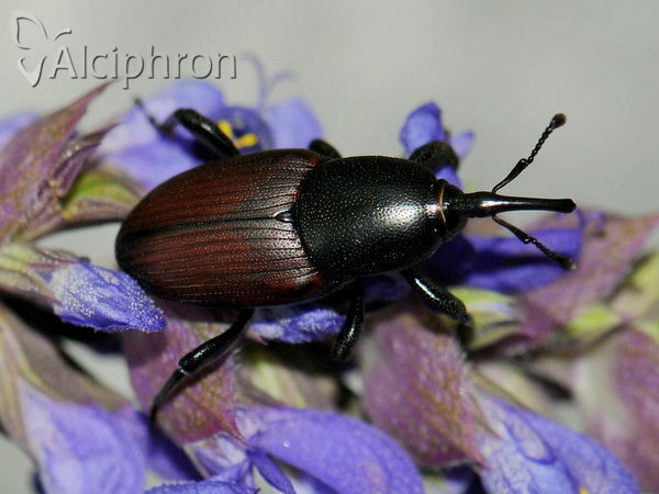 Sphenophorus piceus