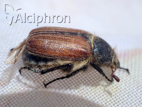 Holochelus costulatus