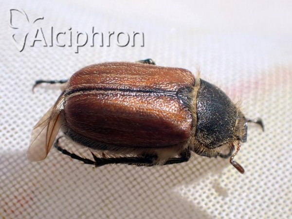 Holochelus costulatus