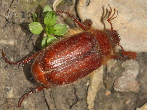 Holochelus aequinoctialis