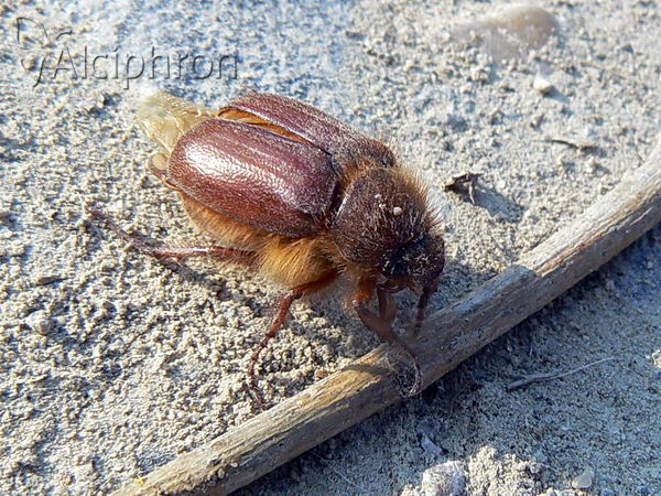 Holochelus aequinoctialis
