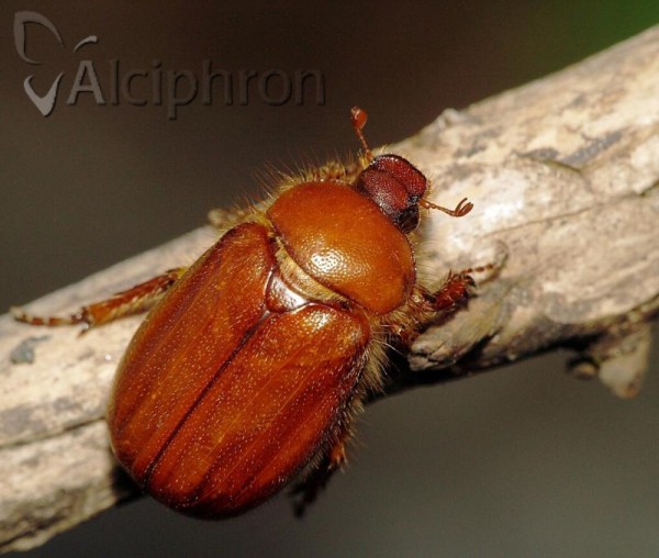 Holochelus aequinoctialis